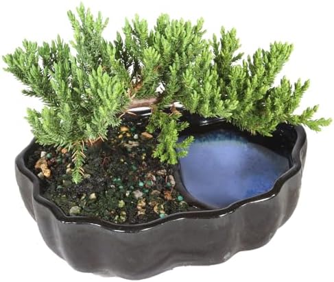 Brussel's Bonsai - Small Juniper Live Bonsai Tree, Potted Outdoor Plant - Image 3