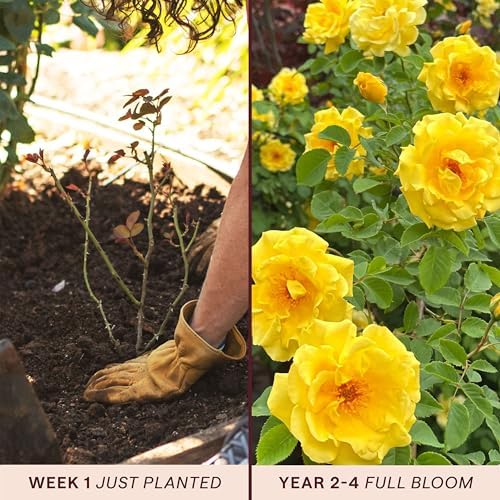 Heirloom Climbing Roses, Live Own Root Plant, Golden Gate™ - Image 3