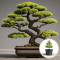 1 Douglas Fir Bonsai Tree Seedling (1 Year Old) – Pseudotsuga menziesii – Live Evergreen Starter for Bonsai Training – Hardy Indoor/Outdoor Mini Tree by CZGrain