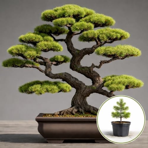 1 Douglas Fir Bonsai Tree Seedling (1 Year Old) – Pseudotsuga menziesii – Live Evergreen Starter for Bonsai Training – Hardy Indoor/Outdoor Mini Tree by CZGrain