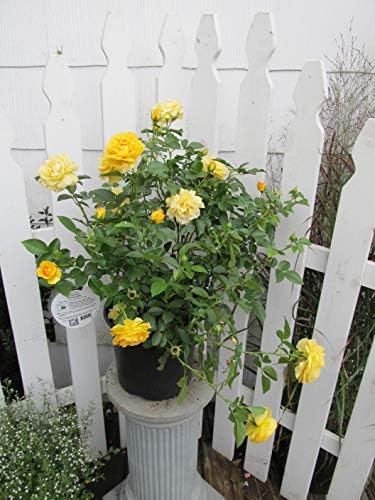 Rosa Julia Child (Floribunda Rose) Rose, Yellow Flowers, #3 - Size Container - Image 3