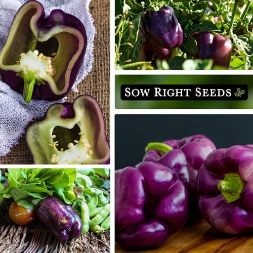 Sow Right Seeds - Purple Beauty Seed for Planting Sweet Bell Peppers - Image 4