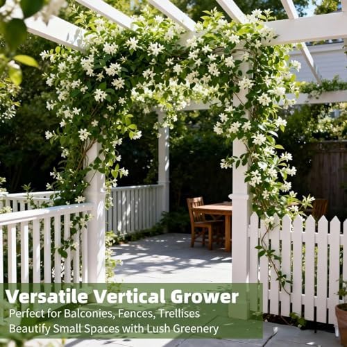 390+ Climbing Jasmine Seeds, Fragrant Perennial Flowering Vine for Outdoor Garden, Scented Blossom Patio Plant Value Pack - Image 2