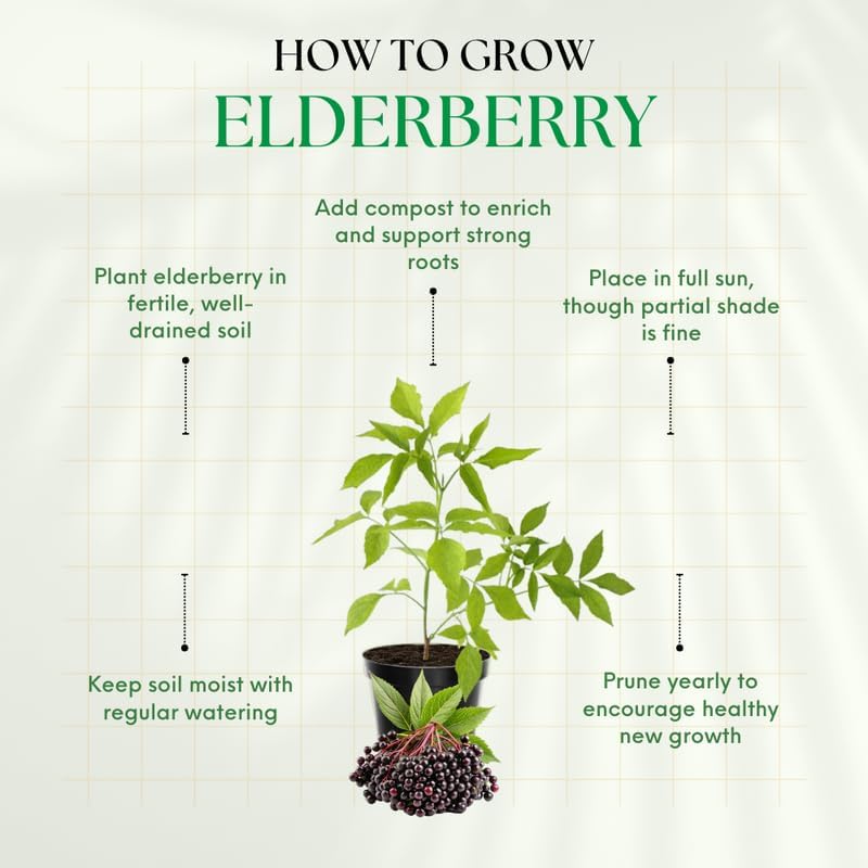 Black Elderberry Live Plant, 8-12 Inch Tall, Quart Pot - Image 4
