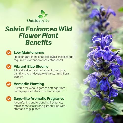 Outsidepride Blue Sage Seeds - 1/4 Lb. Perennial, Drought-Tolerant & Deer-Resistant Wildflower Seeds w/Fragrant Blooms for Pollinator Attractant for Butterfly & Hummingbird Gardens & Landscaping - Image 3