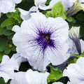 Eden Brothers Petunia Seeds - Silver Blue by EdenBrothers