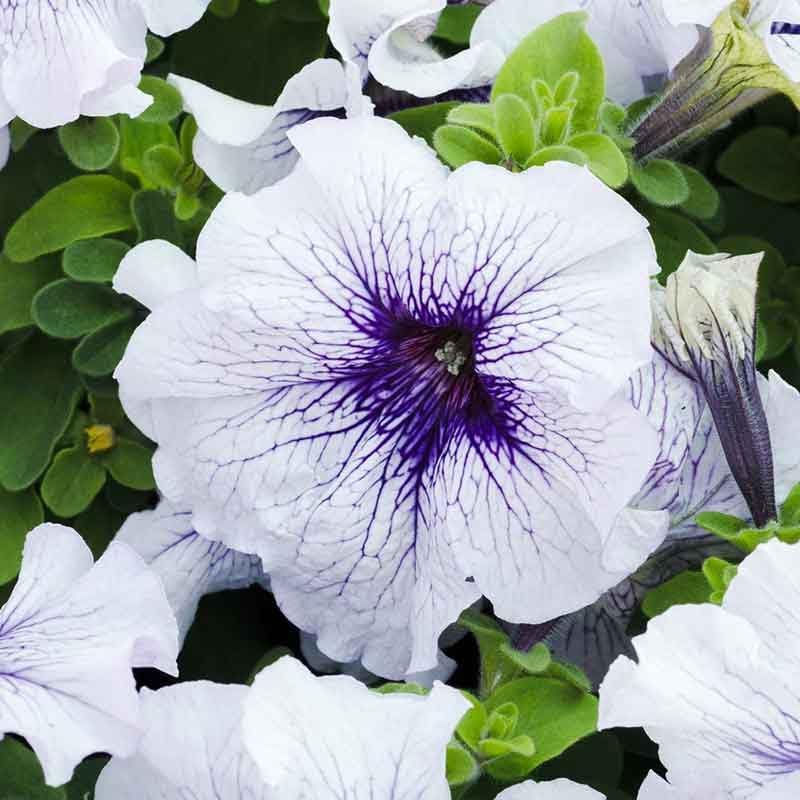 Eden Brothers Petunia Seeds - Silver Blue by EdenBrothers