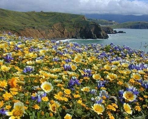 ~ Coastal California Wildflower Seed Mix 23 Species of Wildflower Seeds (50 lbs) by DirtGoddessSuperSeeds