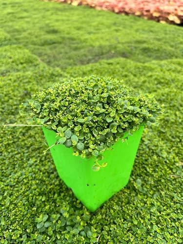 Perennial Farm Marketplace Isotoma fluviatilis (Blue Star Creeper) Groundcover, Size- 1 Quart, Bluish Flowers - Image 4