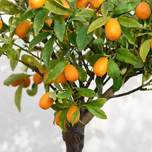 Direct Gardening Cleopatra Dwarf Mandarin Orange Tropical Citrus Starter Tree-Can't Ship to AZ,CA,FL,LA,SC or TX - Image 3
