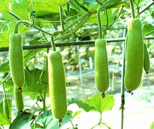 Gaea's Blessing Seeds - Bottle Gourd Seeds - Heirloom Non-GMO Seeds with Easy to Follow Planting Instructions (Calabash) - Image 2