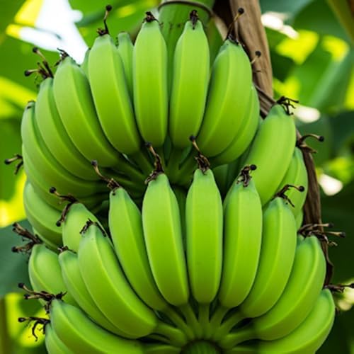 Dwarf Cavendish Banana Tree Plant, Indoor Outdoor Plant, 1 Gallon Pot - Image 4