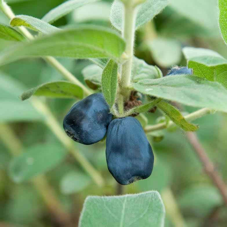 Indigo Gem Honeyberry (Haskap) Shrub - 6-12" Tall Live Plant - Image 5