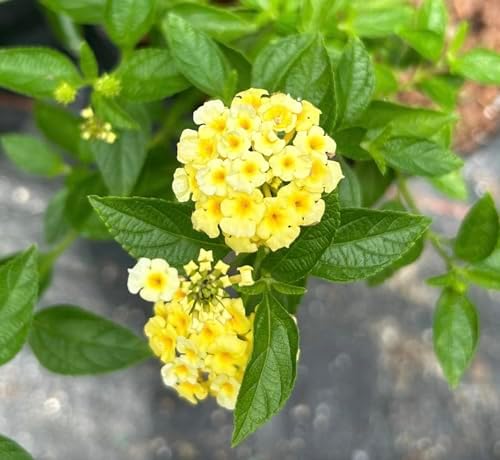 Lantana Plants Live - Lemon Drop Yellow Pack of 3 Lantana Live Plants for Planting - 4-6 Inches Tall - Attracts Butterflies, Perfect for Containers, Low Maintenance by Unknown