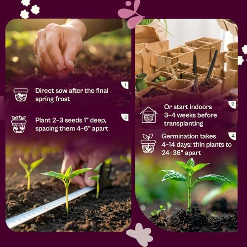 SVI 50 Grey Zucchini Heirloom Vegetable Seeds Cucurbita Pepo Home Garden - Image 5