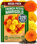 HOME GROWN Petite French Marigold Seeds, 329+ Seeds, Tagetes patula by HOMEGROWN