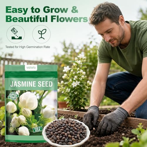 420+ Climbing Jasmine Flower Seeds Fragrant Plant for Planting Garden Home Four Seasons Evergreen Silver Jasmine Garden Balcony Climbing Flower Non-GMO - Image 3