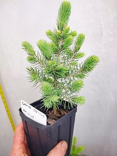 Colorado Blue Spruce Tree in a Nursery Pot. Picea pungens. Great for Ornamental Landscaping and Bonsai by Unknown