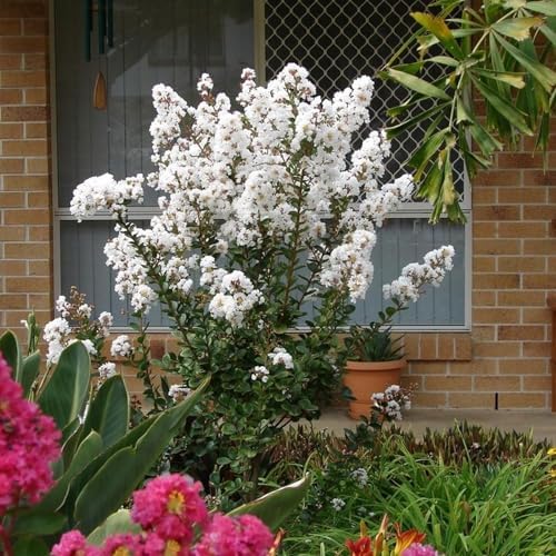 Thunderstruck White Lightning Crape Myrtle Live Tree, 1 gal., 12-18 in - Image 4