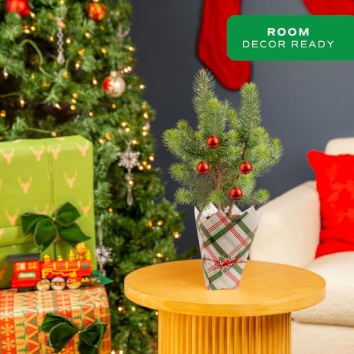 Costa Farms Stone Pine, Small Live Indoor Christmas Tree, 10-12 In. Tall - Image 2