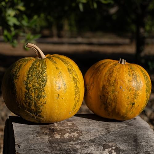 Organic Styrian Pumpkin Seeds for Planting: 20 Count - Image 2
