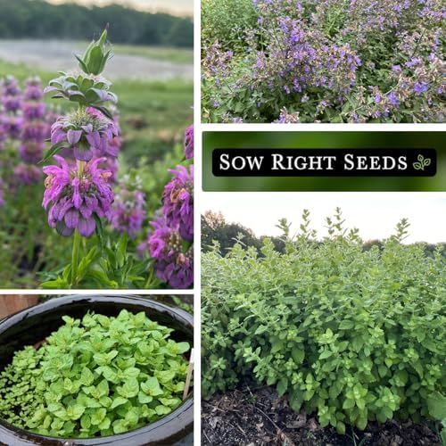Sow Right Seeds - Mint Garden Seed Collection for Planting Herb Garden - Image 4