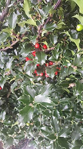 Ilex X meserveae 'Blue Princess' (Blue Holly) Evergreen, #2 - Size Container - Image 3