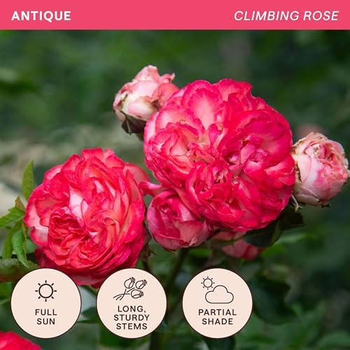 Heirloom Climbing Roses, Live Own Root Plant, Antique - Image 4