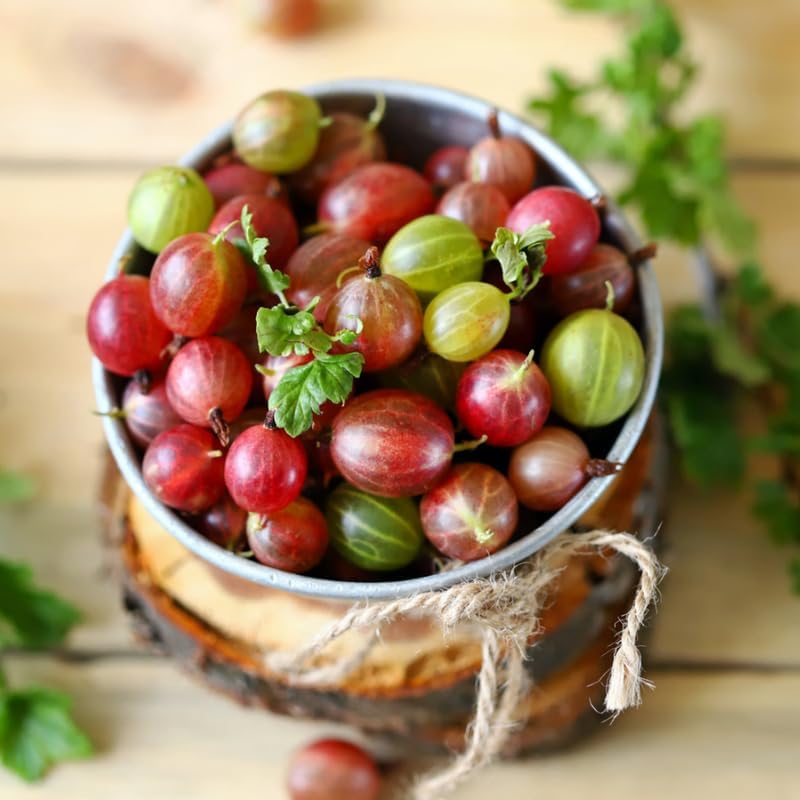 Red Gooseberry Live Plant, Berry Tree, 5-9 Inch Tall - Image 5
