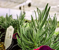 Greenwood Nursery: Live Perennial Plants - Phenomenal Lavender + Lavandula x Intermedia - [Qty: 3X Pint Pots] - (Click for Other Available Plants/Quantities) by GreenwoodNursery