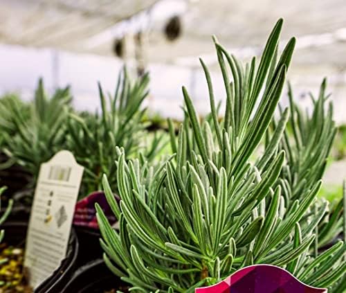 Greenwood Nursery: Live Perennial Plants - Phenomenal Lavender + Lavandula x Intermedia - [Qty: 10x Pint Pots] - (Click for Other Available Plants/Quantities) by GreenwoodNursery