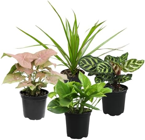 Altman Plants Classic Houseplant Collection (4PK) Live Indoor Plants in 4" Pots, Easy Care House Plants, Snake Plant, Pothos in Potting Soil, Clean Air Plants by AltmanPlants