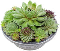 Altman Plants Non-Toxic Live Sempervivum Succulent Plant Gift in 8" Decorative Pot, Real Succulents to Grow, Easy Care Hens and Chicks, Hardy & Low-Maintenance Gift for Gardeners, Popular Houseplants by AltmanPlants