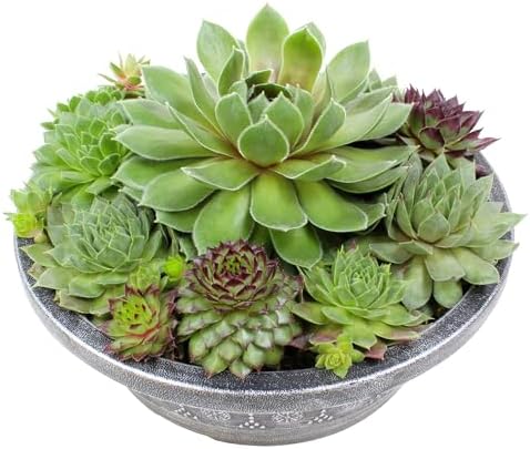 Altman Plants Non-Toxic Live Sempervivum Succulent Plant Gift in 8" Decorative Pot, Real Succulents to Grow, Easy Care Hens and Chicks, Hardy & Low-Maintenance Gift for Gardeners, Popular Houseplants by AltmanPlants