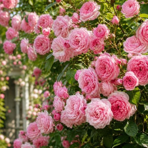 Pink Climbing Roses Live Plant - Small Size, Heirloom Climbing Rose Bush, Fragrant High-Yielding Perennial Flowering Vine for Trellis & Fence - Image 3