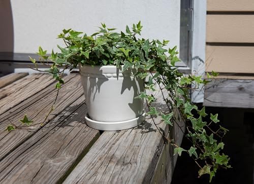 American Plant Exchange Variegated English Ivy – 6-Inch Pot – Live Easy Care Trailing Houseplant with Green & White Leaves for Hanging Baskets, Indoor Planters, Home & Office Décor - Image 3