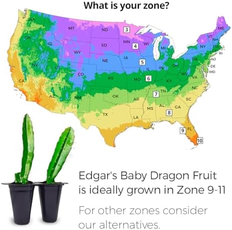 Dragon Fruit Edgar's Baby (4 Pack) | Real Live Fruit Plants for Sale | Rare Exotic Variety | Sweet Edible Fruit | Easy to Grow Live Plants for Organic Gardens. (Edgar's Baby) - Image 3