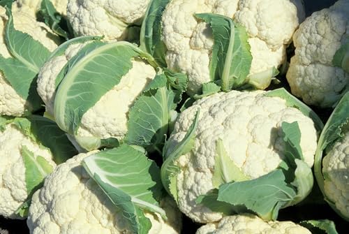Cauliflower Live Plant, 4 to 6 Inches Tall, Ready for Garden Planting, Pack of 3 - Image 4