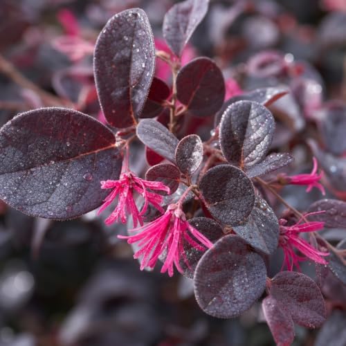 Loropetalum Red Chocolate I 20 Live Plants I Chinese Fringe Flower I Deep Burgundy Foliage with Pink Flower Accents - Low-Maintenance, Drought-Resistant Shrub - Image 3