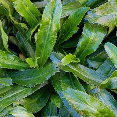 Seed Needs Culantro Seeds to Plant Non-GMO Heirloom Sawtooth Herbs XL Pack - Image 2
