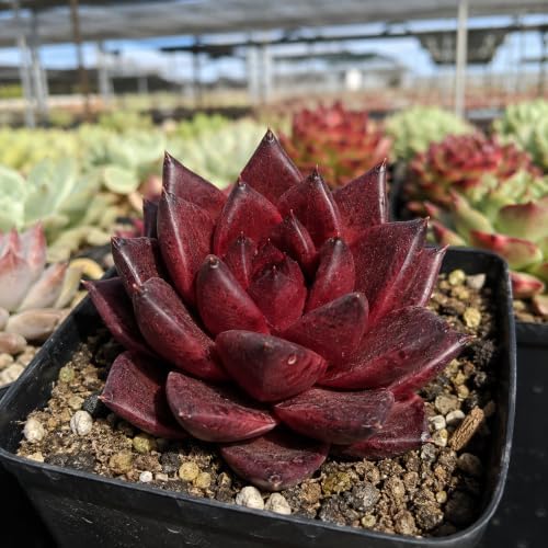 3 PCS Echeveria Agavoides 'Romeo' Live Succulent Plant 1.5-2", Bare Root Succulent, No Pot or Soil, Compact Rosette Indoor Plant for Decorative Planters, Succulent Displays, Rock Gardens & Home Decor - Image 6