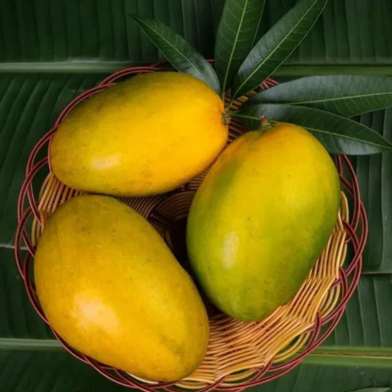 Sweet Mango Tree Live Plant, Tropical Fruit, 3 Gallon Pot - Image 7
