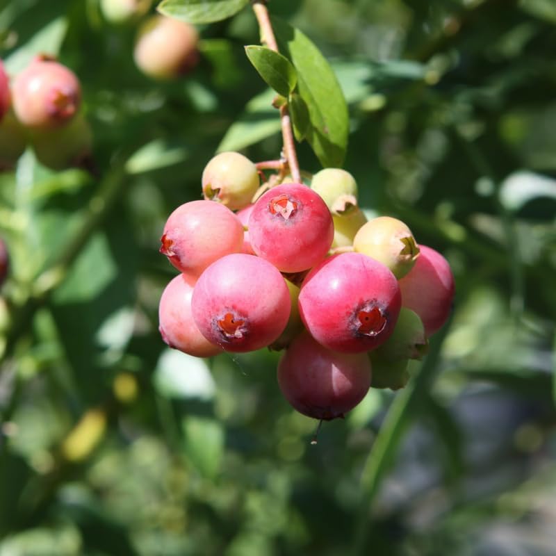 Pink Lemonade Blueberry Bush Live Plant, Edible Fruit Plant - Image 2