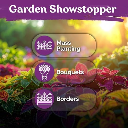 1,600 Rainbow Coleus Flower Seeds Mix, Plectranthus Scutellarioides - Image 6