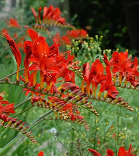 Votaniki Spectacular Lucifer Crocosmia Lily Bulbs - Perennial Sword Lily, Long Lasting Beauty | Easy to Grow Lily Bulbs for Planting (30 Pack) - Image 2