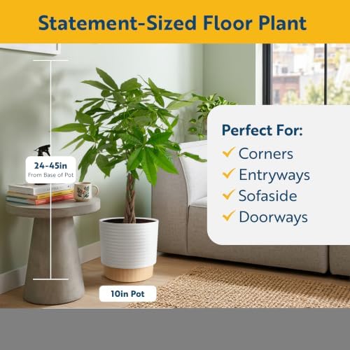 Costa Farms Money Tree Live Indoor Plant, Pet Friendly, 3-4 Ft. Tall - Image 2