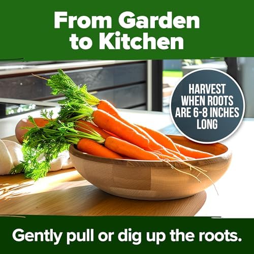 HOME GROWN Tendersweet Carrot 6000+ Seeds, Daucus carota subsp. sativus - Image 7