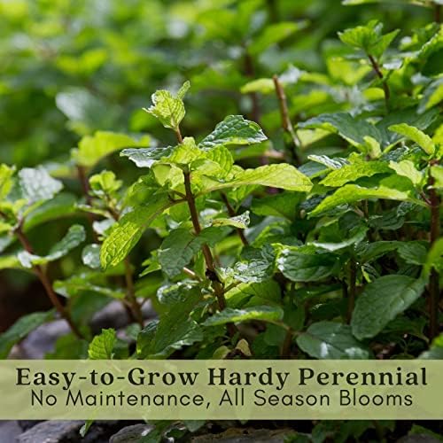 Clovers Garden Catmint (Nepeta) Plants – Two (2) Live Plants – Non-GMO - Not Seeds - Each 4" to 8" Tall – in 4" Inch Pots – Natural Mosquito Plant - Hardy Flowering Perennial Herb, Pollinator Favorite - Image 5