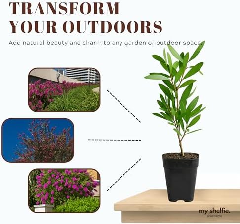 Purple Bottle Brush Plant Live, Callistemon Citrinus Shrub, 2-Inch Pot - Image 7