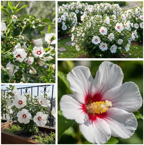 White Red Rose of Sharon Plant Live, Summer Bloom Shrub, 2-6 Inch Tall - Image 3